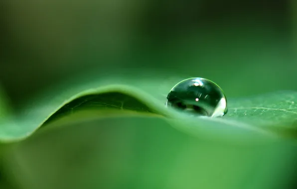 Picture water, macro, sheet, drop