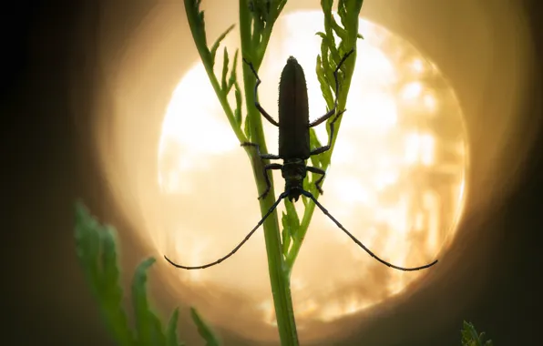 Macro, beetle, insect