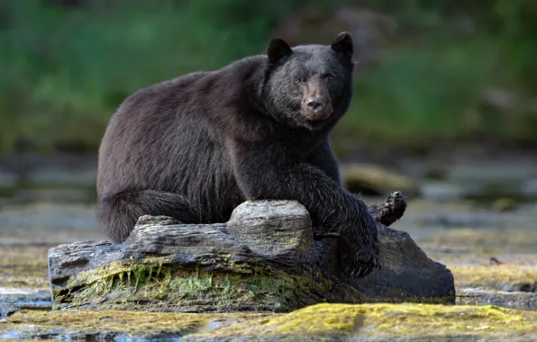 Look, pose, shore, black, stone, bear, pond, baribal