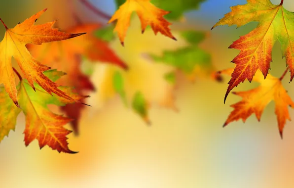 Autumn, leaves, bright colors