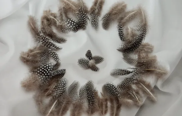 Wallpaper pen, feathers, grey background, widescreen, background, фон ...