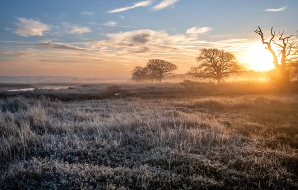 Picture field, nature, fog, morning