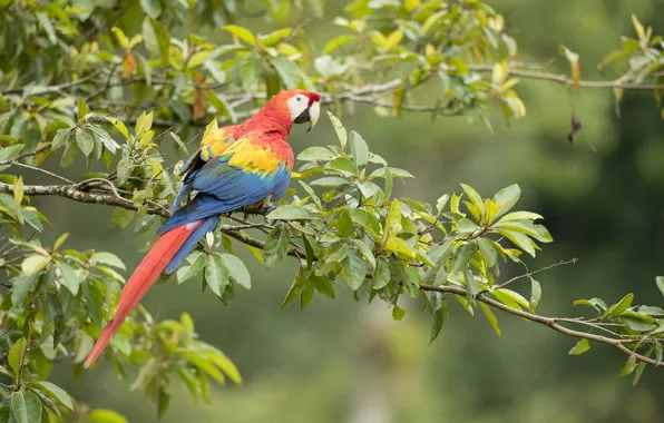 Branches, nature, tree, stay, bird, Ara, Parrot