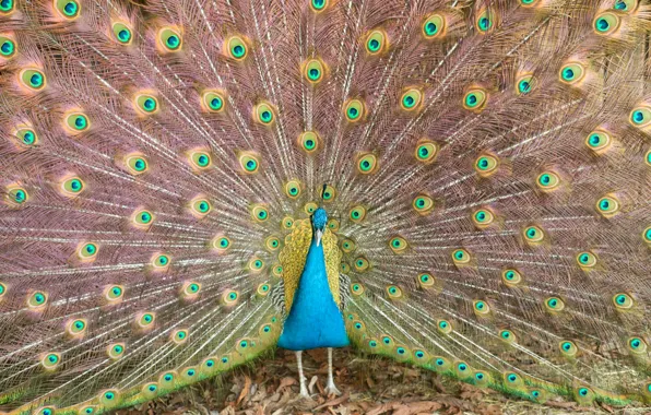 Bird, pattern, feathers, tail, peacock