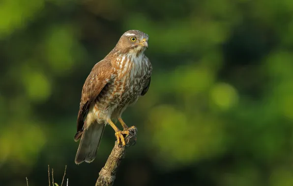Bird, predator, hawk Buzzard