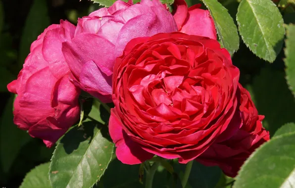 Rose, Bud, rose, flowering, bloom, Bud