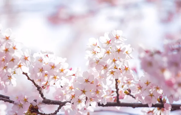 The sky, the sun, light, flowers, branches, spring, petals, Sakura