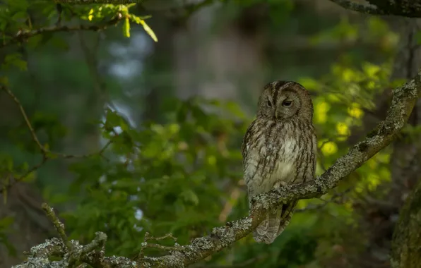 Picture greens, branches, tree, owl, bird, Gray owl