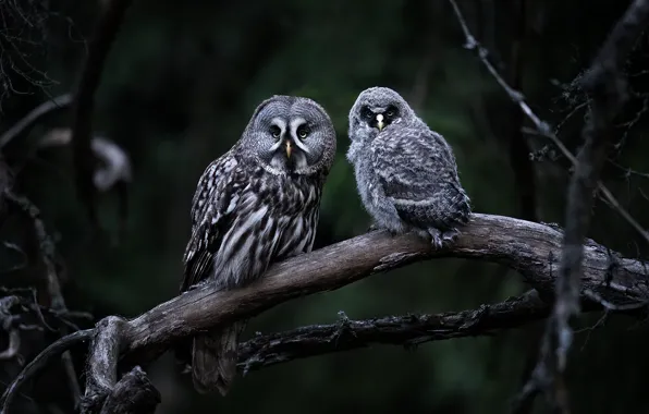 Forest, look, birds, branches, nature, the dark background, owl, bird