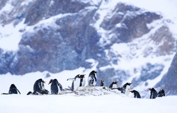 Winter, snow, mountains, birds, nature, penguins, the snow, penguin