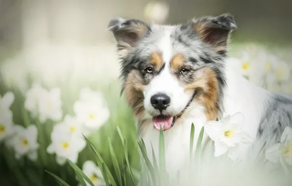 Picture look, face, flowers, dog, daffodils, bokeh, Australian shepherd, Aussie