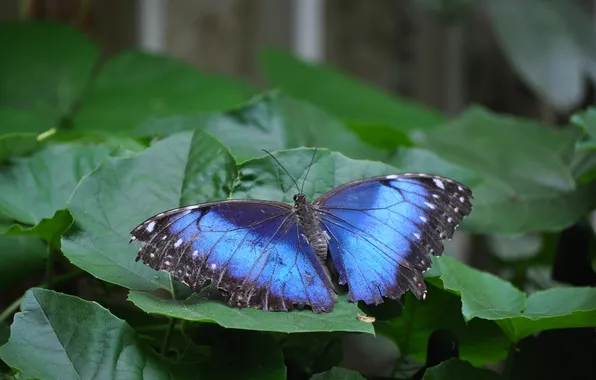 Leaves, microsemi, butterfly, wings, insect, beautiful, closeup