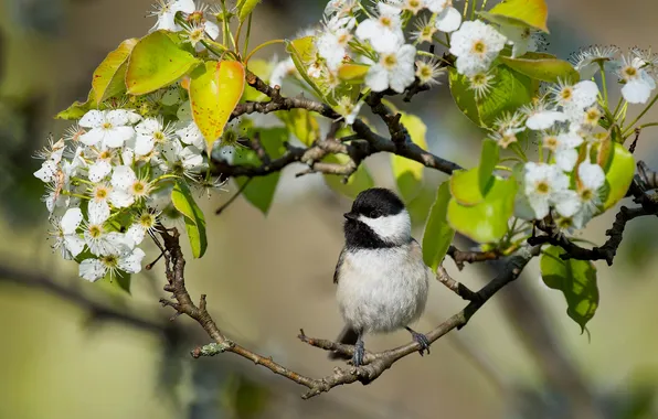 Flowers, branches, bird, bird, flowering, The Carolina tit, tit