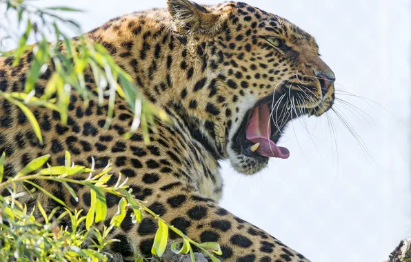 Picture cat, face, mouth, leopard, yawns, ©Tambako The Jaguar