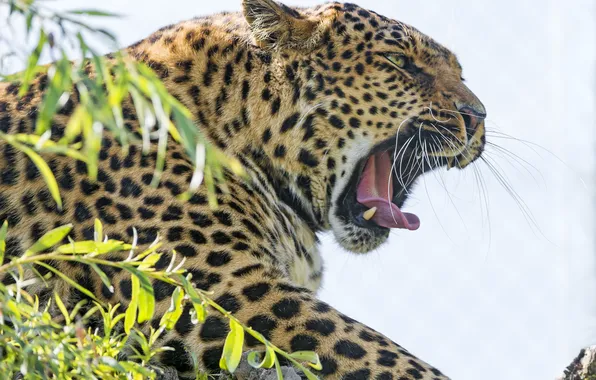 Cat, face, mouth, leopard, yawns, ©Tambako The Jaguar