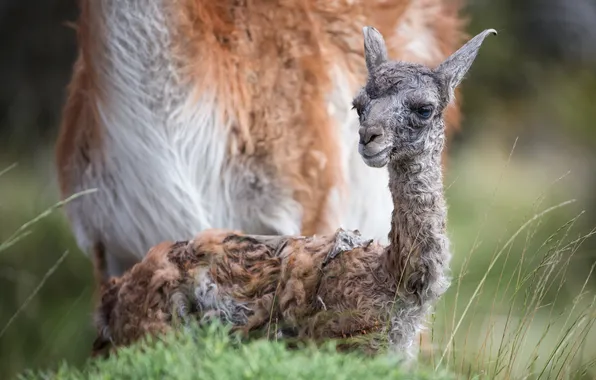 Baby, newborn, Guanaco