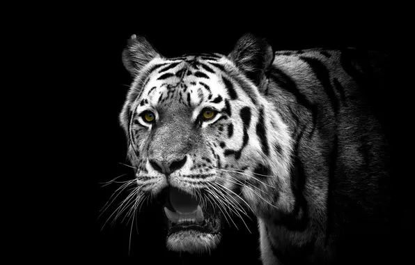 Nature, tiger, style, background
