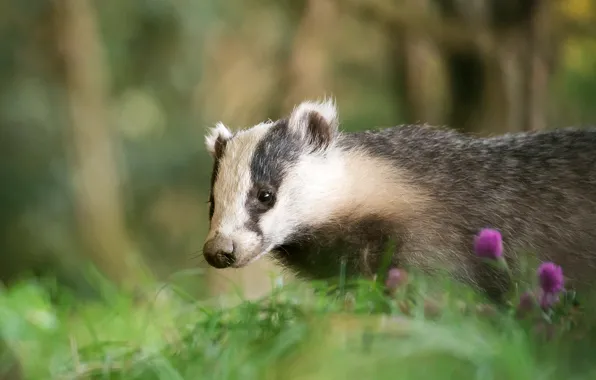 Greens, look, face, nature, background, portrait, flowers, badger