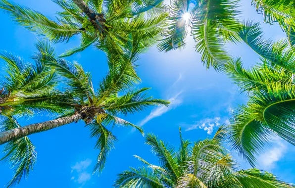 Picture beach, summer, the sky, palm trees, summer, beach, sky, beautiful
