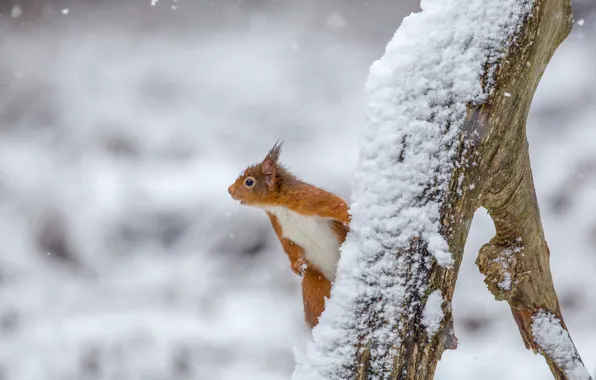 Snow, protein, red, snag