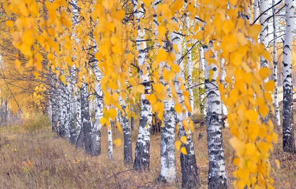 Autumn, nature, birch