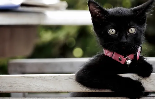 Picture look, baby, collar, kitty, black kitten