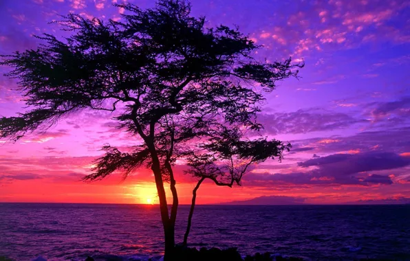 Sunset, Tree, Hawaii