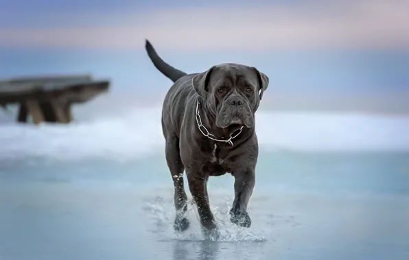 Picture water, dog, walk, Cane Corso, Irina Kovaleva