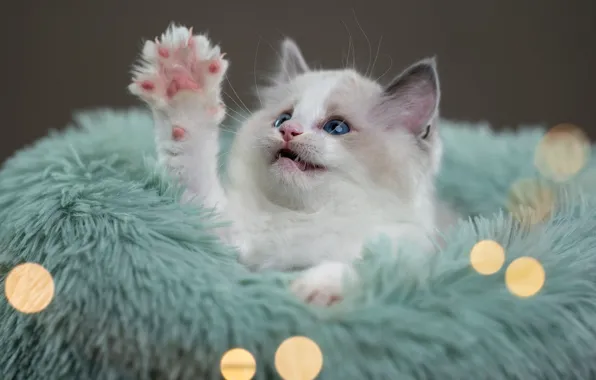 Cat, look, pose, kitty, baby, fur, face, bokeh