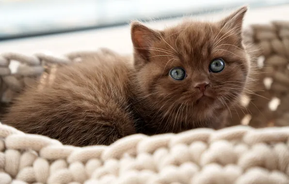 Cat, look, pose, kitty, baby, lies, face, brown