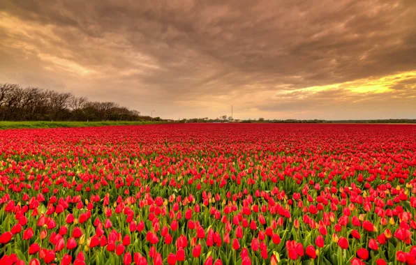 Picture field, the sky, clouds, flowers, red, tulips, buds, a lot