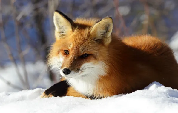 Winter, face, snow, nature, Fox, lies, Fox
