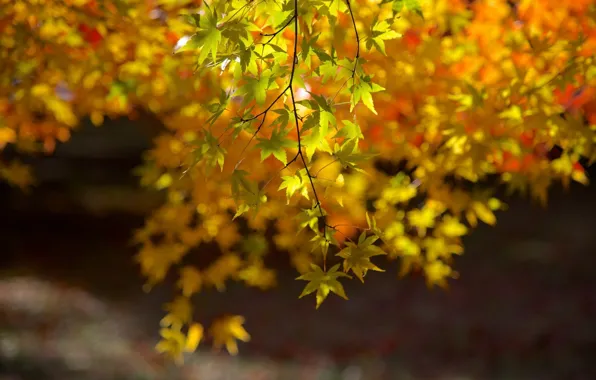 Autumn, leaves, branch, maple