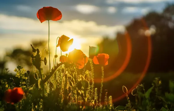 Picture summer, light, Maki