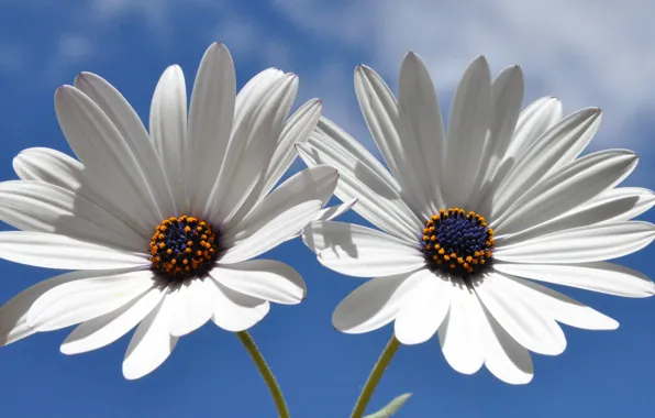 Photo, Flowers, White, Daisy
