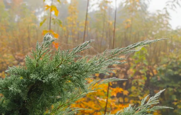 Green, plant, twig
