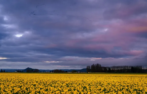 Field, the sky, flowers, birds, pack, spring, yellow, the ranks