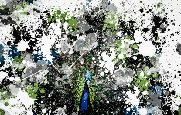 Picture background, bird, peacock