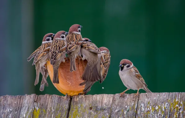 Winter, birds, sparrows, the pile is small