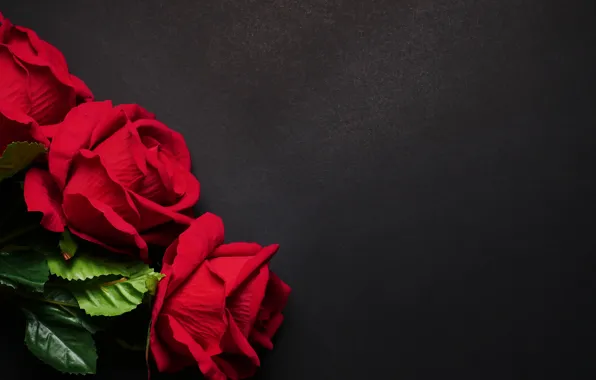 Picture flowers, roses, red, red, black background, flowers, roses