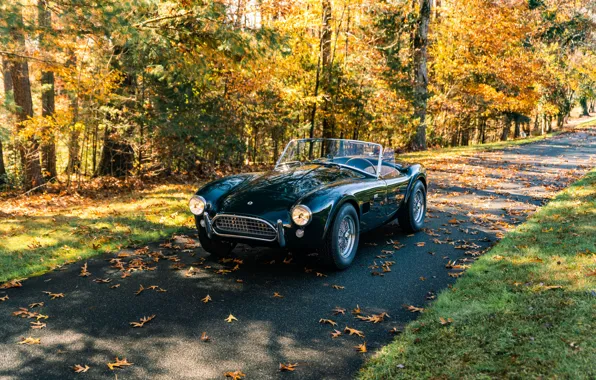 Picture Shelby, road, trees, Cobra, sports car, iconic, Shelby Cobra 289