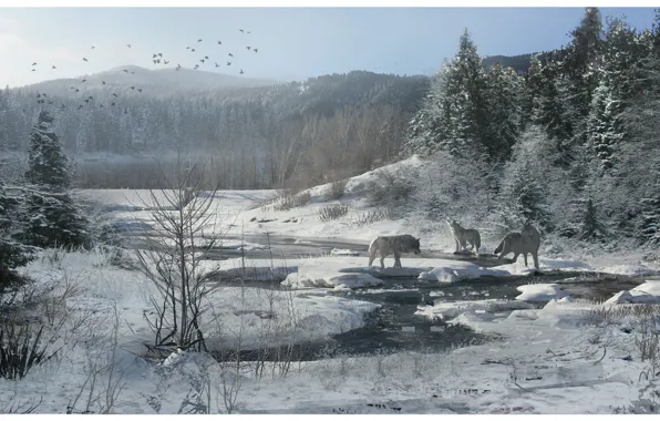 Winter, forest, snow, stream, wolves