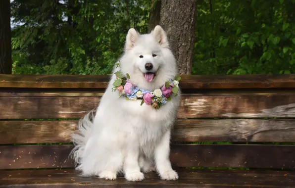 Look, pose, dog, white, face, Samoyed