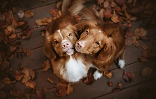 Autumn, dogs, look, nature, pose, foliage, Board, a couple