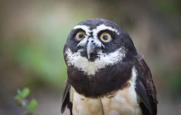 Picture eyes, look, background, owl