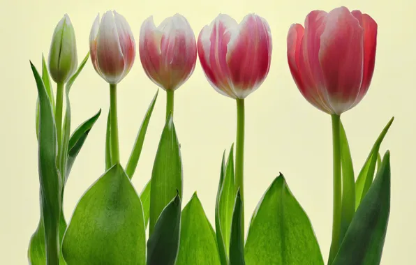 Picture tulips, flowering, tulips, bloom, Udo Dittmann