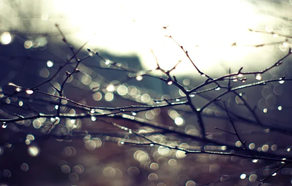 Autumn, branches, rain, branch