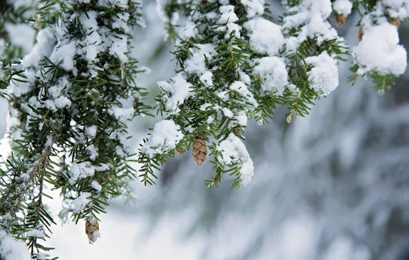 Picture winter, snow, branches, bump