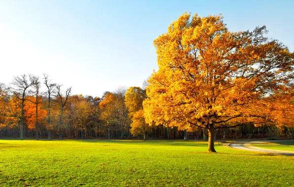 Autumn, leaves, trees, Park, landscape, nature, park, autumn
