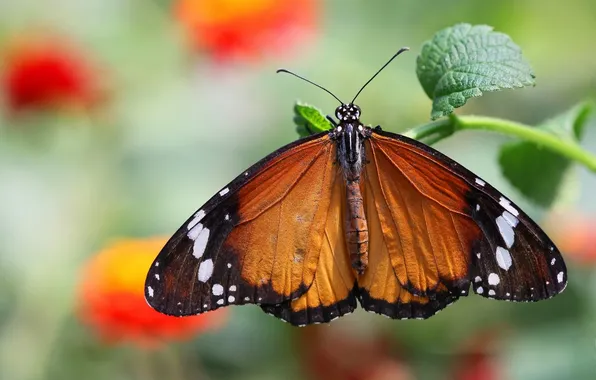 Macro, butterfly, leaf, Monarch krezip